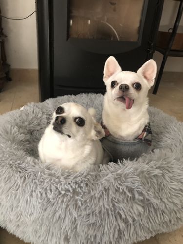 Customer photo review of Lit Apaisant Comfy® |  Pour Chien et Chat