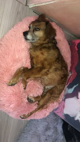 Customer photo review of Lit Apaisant Comfy® |  Pour Chien et Chat