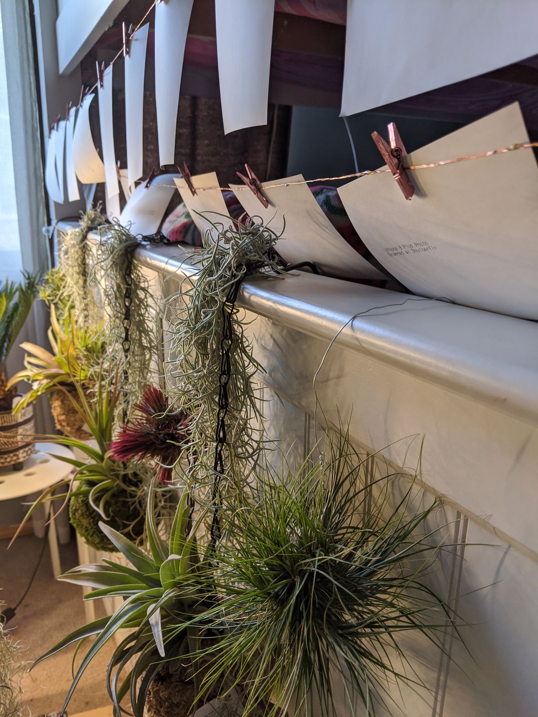 Customer photo review of Usneoides (Spanish Moss) White  On Hanging Wire!