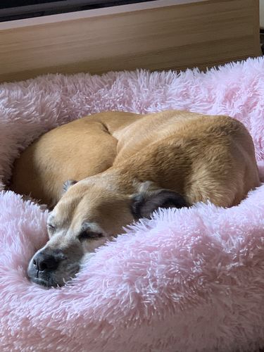 Customer photo review of Pet Calming Bed