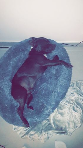Customer photo review of Lit Apaisant Comfy® |  Pour Chien et Chat
