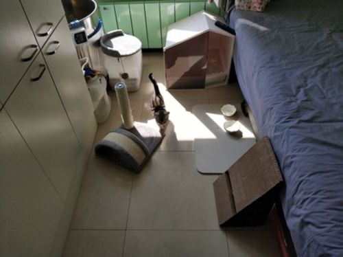 Customer photo review of Furrytail XL Semi-Closed Glow House Cat Litter Box with Scoop