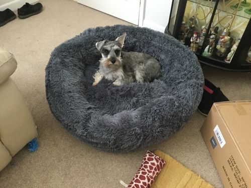 Customer photo review of Pet Calming Bed