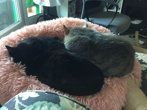 Customer photo review of Lit Apaisant Comfy® |  Pour Chien et Chat