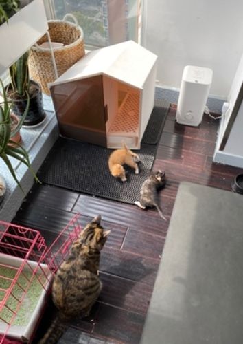 Customer photo review of Furrytail XL Semi-Closed Glow House Cat Litter Box with Scoop
