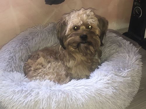 Customer photo review of Lit Apaisant Comfy® |  Pour Chien et Chat