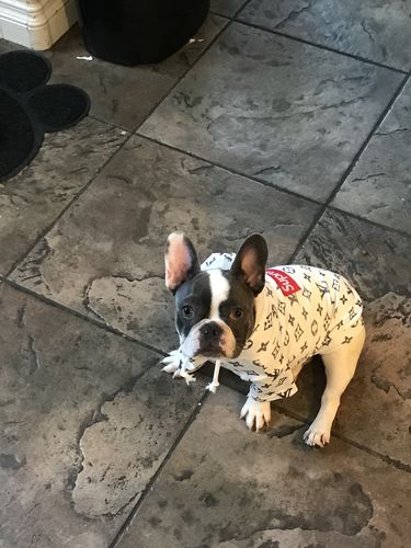 supreme dog hoodie amazon