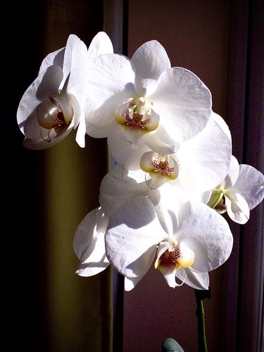 Customer photo review of Apple iPhone XR 64GB Unlocked Blue Refurbished Good