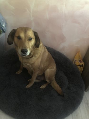 Customer photo review of Lit Apaisant Comfy® |  Pour Chien et Chat