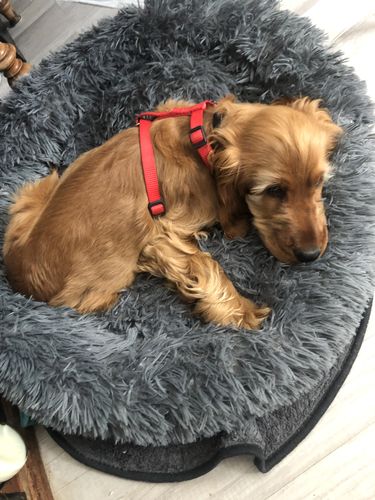 Customer photo review of Coussin apaisant Pilou Pillow™ | Pour chien et chat