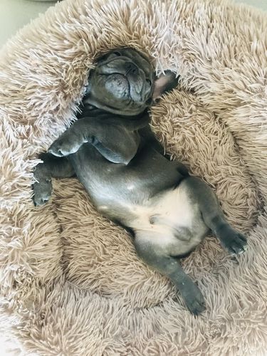 Customer photo review of Lit Apaisant Comfy® |  Pour Chien et Chat