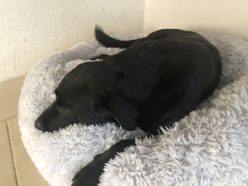 Customer photo review of Lit Apaisant Comfy® |  Pour Chien et Chat