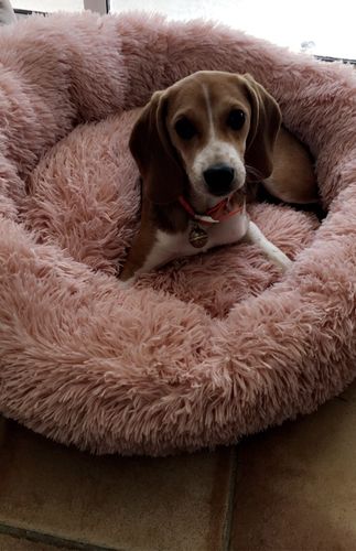 Customer photo review of Lit Apaisant Comfy® |  Pour Chien et Chat