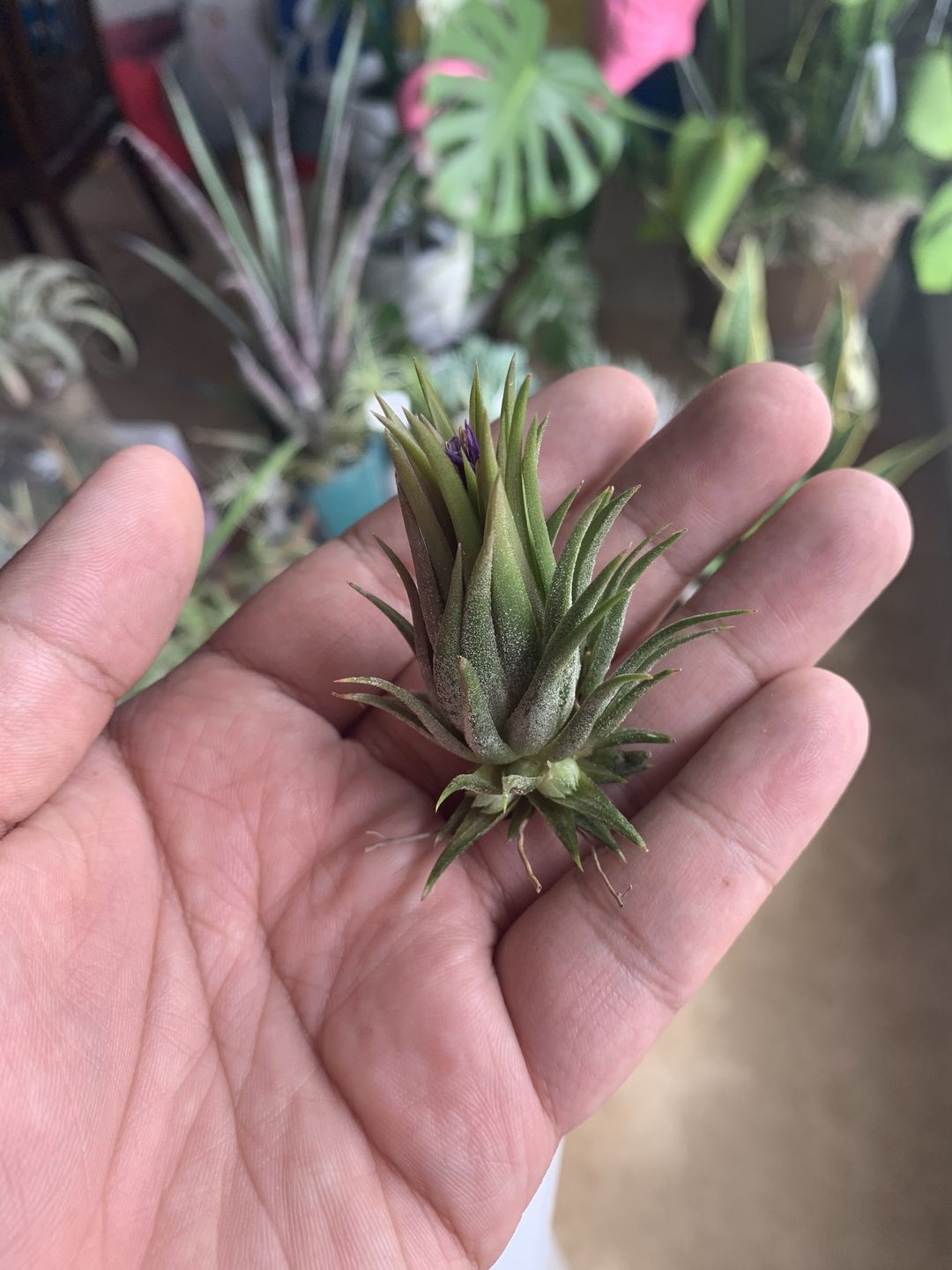 Customer photo review of Ionantha Peanut  (Mini Ionantha Form)