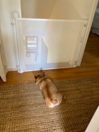 Customer photo review of ModernSafety™ Retractable Gate