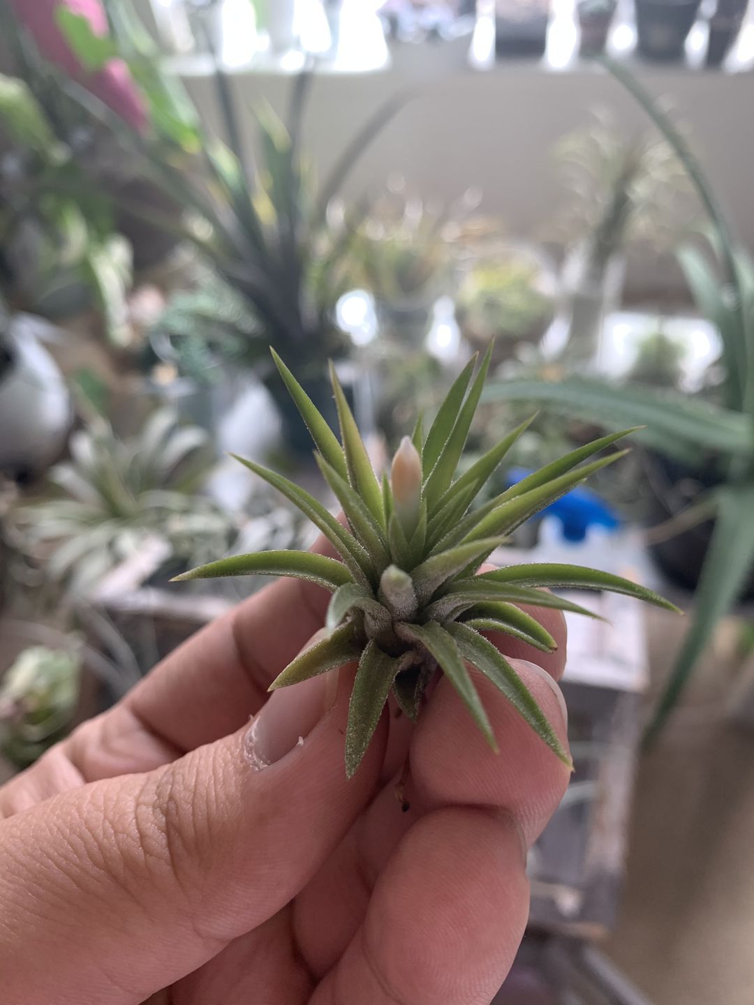 Customer photo review of Ionantha Peach