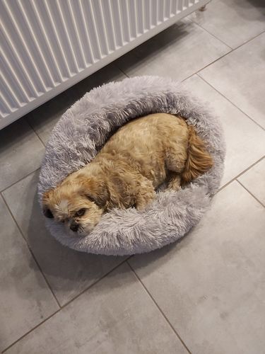 Customer photo review of Lit Apaisant Comfy® |  Pour Chien et Chat