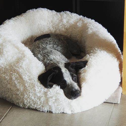 Customer photo review of Lit Apaisant Comfy® |  Pour Chien et Chat