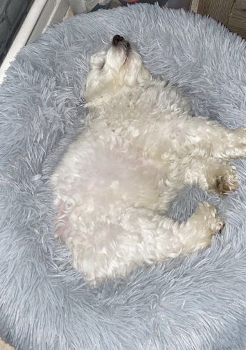 Customer photo review of Lit Apaisant Comfy® |  Pour Chien et Chat