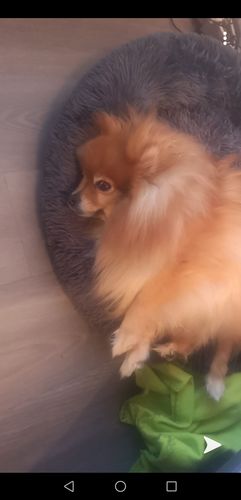 Customer photo review of Lit Apaisant Comfy® |  Pour Chien et Chat
