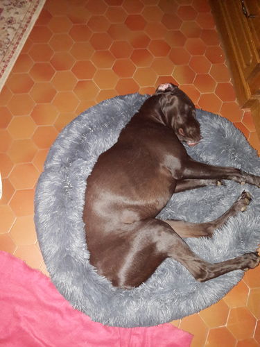 Customer photo review of Lit Apaisant Comfy® |  Pour Chien et Chat