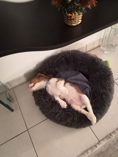 Customer photo review of Lit Apaisant Comfy® |  Pour Chien et Chat