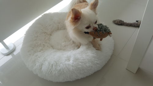 Customer photo review of Lit Apaisant Comfy® |  Pour Chien et Chat