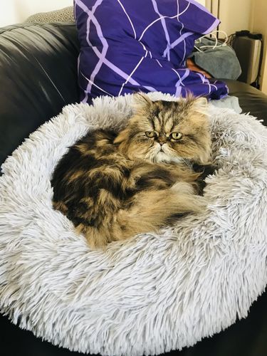 Customer photo review of Lit Apaisant Comfy® |  Pour Chien et Chat