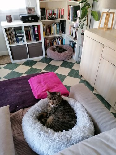 Customer photo review of Lit Apaisant Comfy® |  Pour Chien et Chat