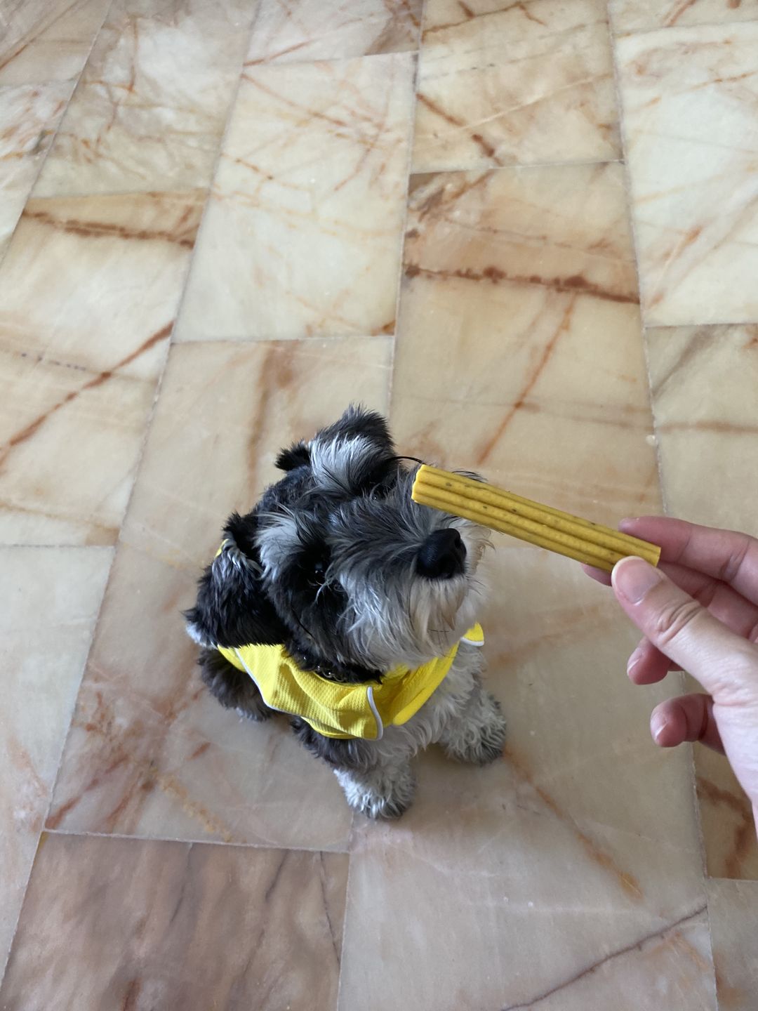 Customer photo review of arrr Dental Chew
