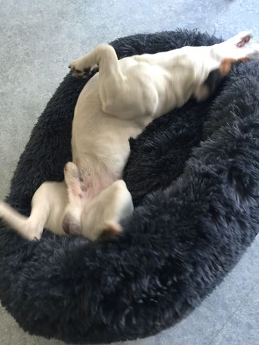 Customer photo review of Lit Apaisant Comfy® |  Pour Chien et Chat