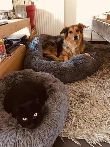 Customer photo review of Lit Apaisant Comfy® |  Pour Chien et Chat