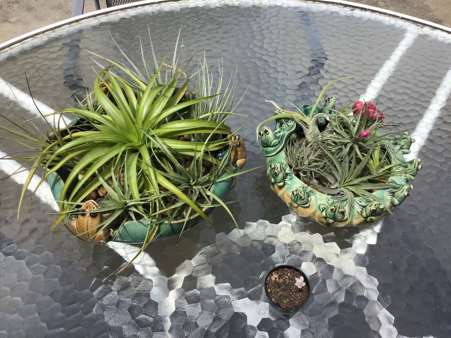 Customer photo review of 10 Pack Premium Air Plants Mix  *Cannot Be Shipped Internationally*