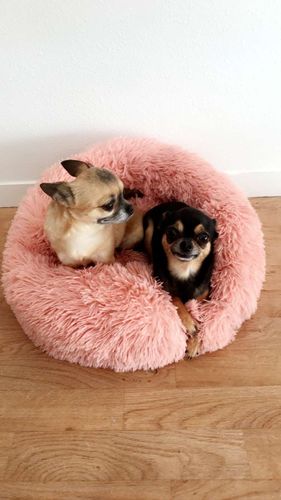 Customer photo review of Lit Apaisant Comfy® |  Pour Chien et Chat