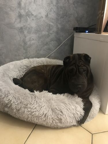 Customer photo review of Lit Apaisant Comfy® |  Pour Chien et Chat