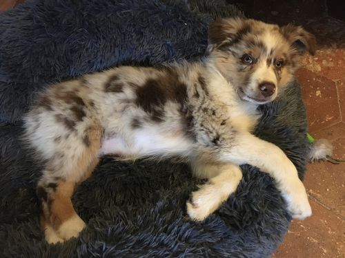 Customer photo review of Lit Apaisant Comfy® |  Pour Chien et Chat
