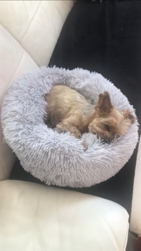 Customer photo review of Lit Apaisant Comfy® |  Pour Chien et Chat