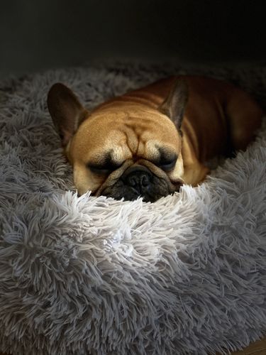 Customer photo review of Lit Apaisant Comfy® |  Pour Chien et Chat