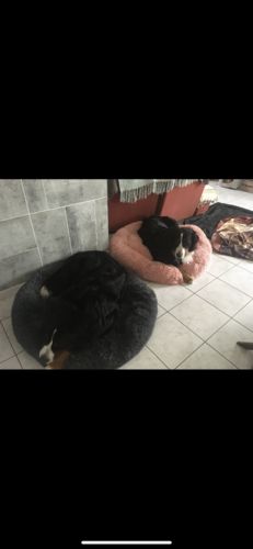 Customer photo review of Lit Apaisant Comfy® |  Pour Chien et Chat