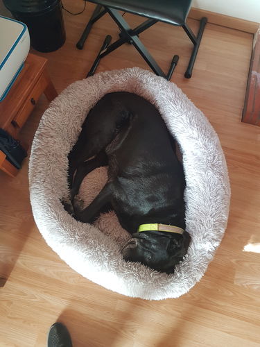 Customer photo review of Lit Apaisant Comfy® |  Pour Chien et Chat