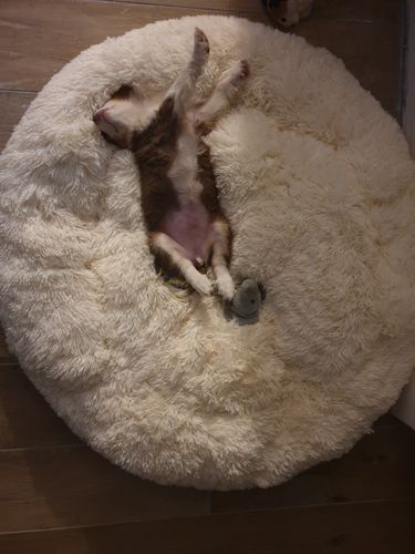 Customer photo review of Lit Apaisant Comfy® |  Pour Chien et Chat