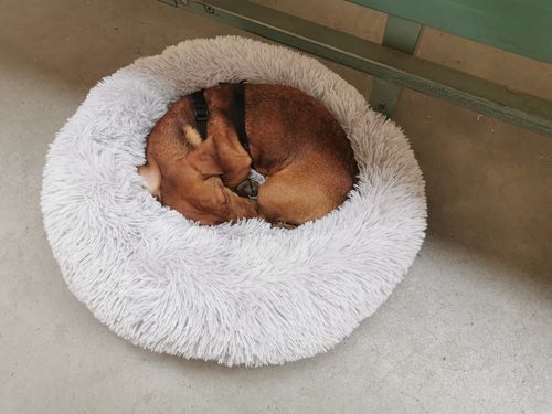 Customer photo review of Lit Apaisant Comfy® |  Pour Chien et Chat
