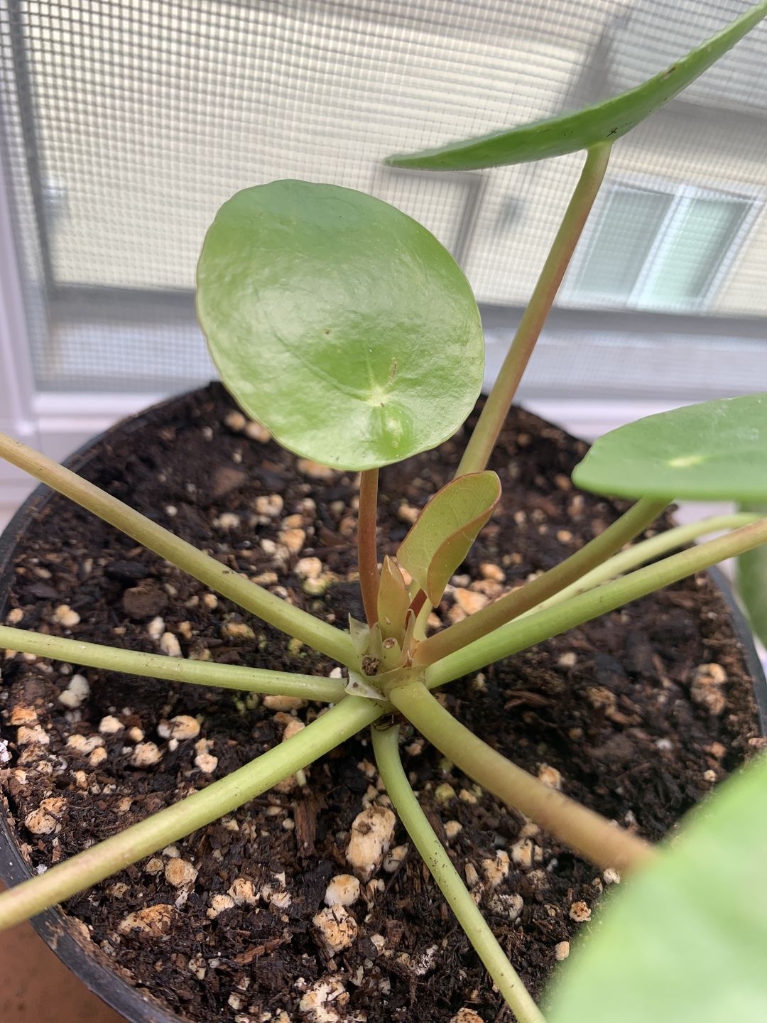Customer photo review of 4" Pilea Peperomioides