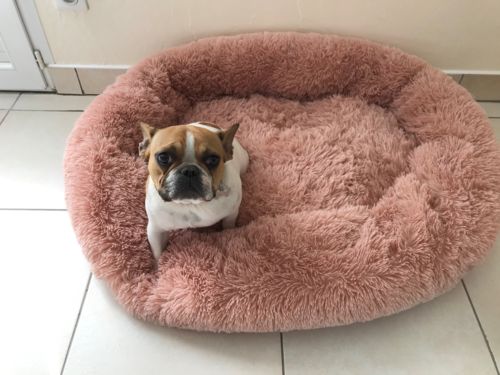 Customer photo review of Lit Apaisant Comfy® |  Pour Chien et Chat