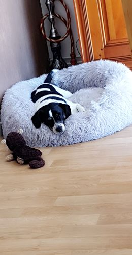 Customer photo review of Lit Apaisant Comfy® |  Pour Chien et Chat
