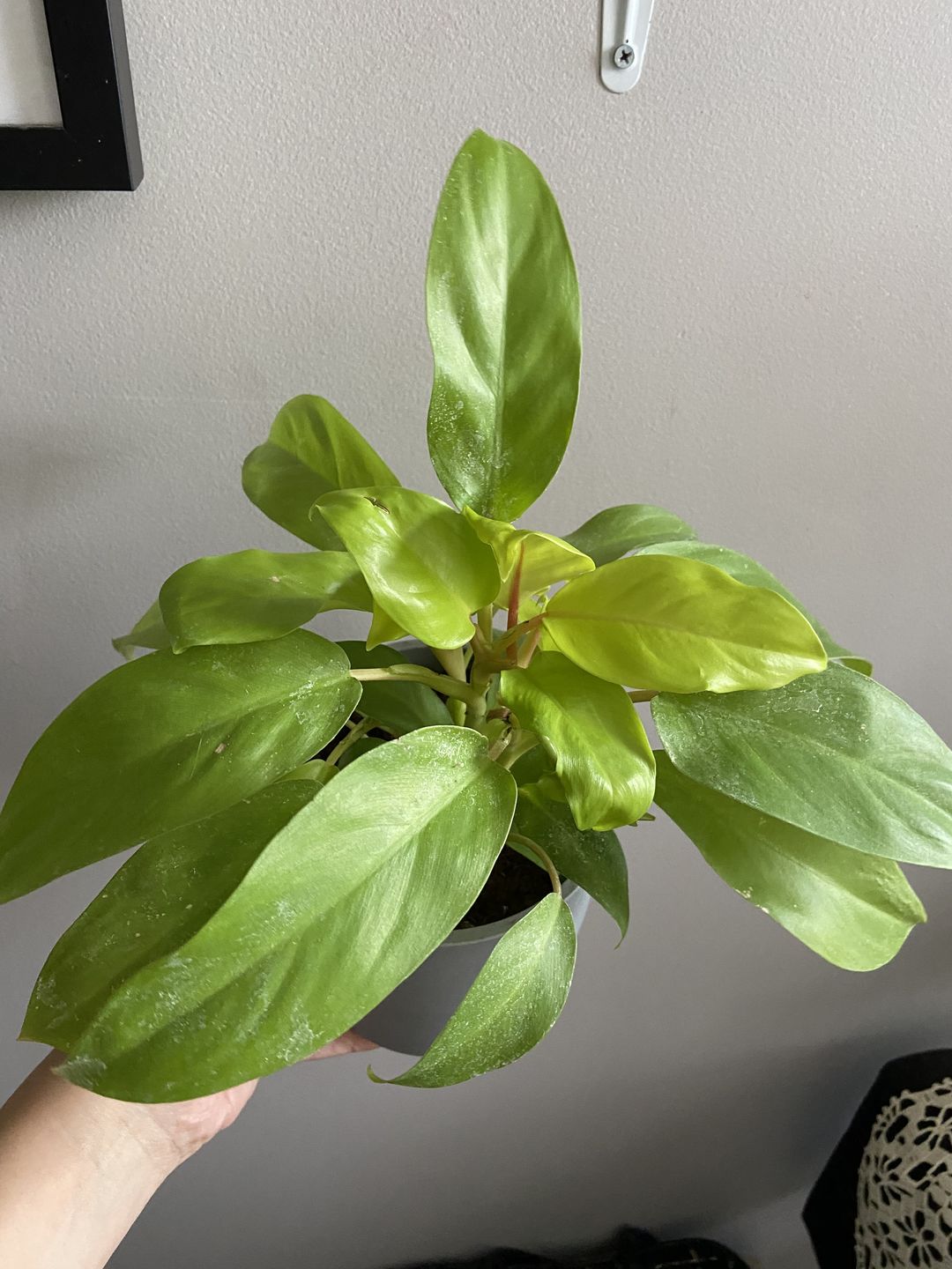 Customer photo review of 4" Philodendron Lemon Lime Upright Vining