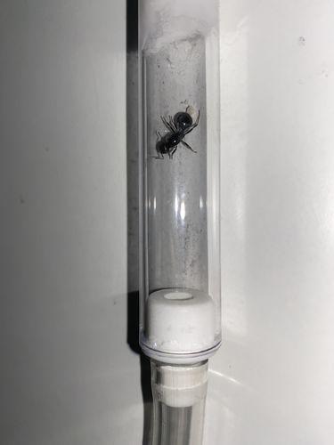 Customer photo review of AntKit Test Tube Adapter (Medium)