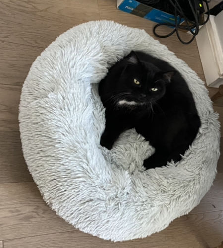 Customer photo review of Lit Apaisant Comfy® |  Pour Chien et Chat