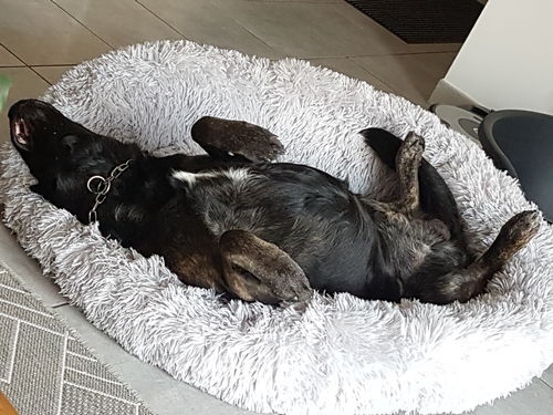 Customer photo review of Lit Apaisant Comfy® |  Pour Chien et Chat