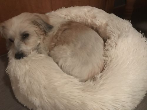 Customer photo review of Lit Apaisant Comfy® |  Pour Chien et Chat